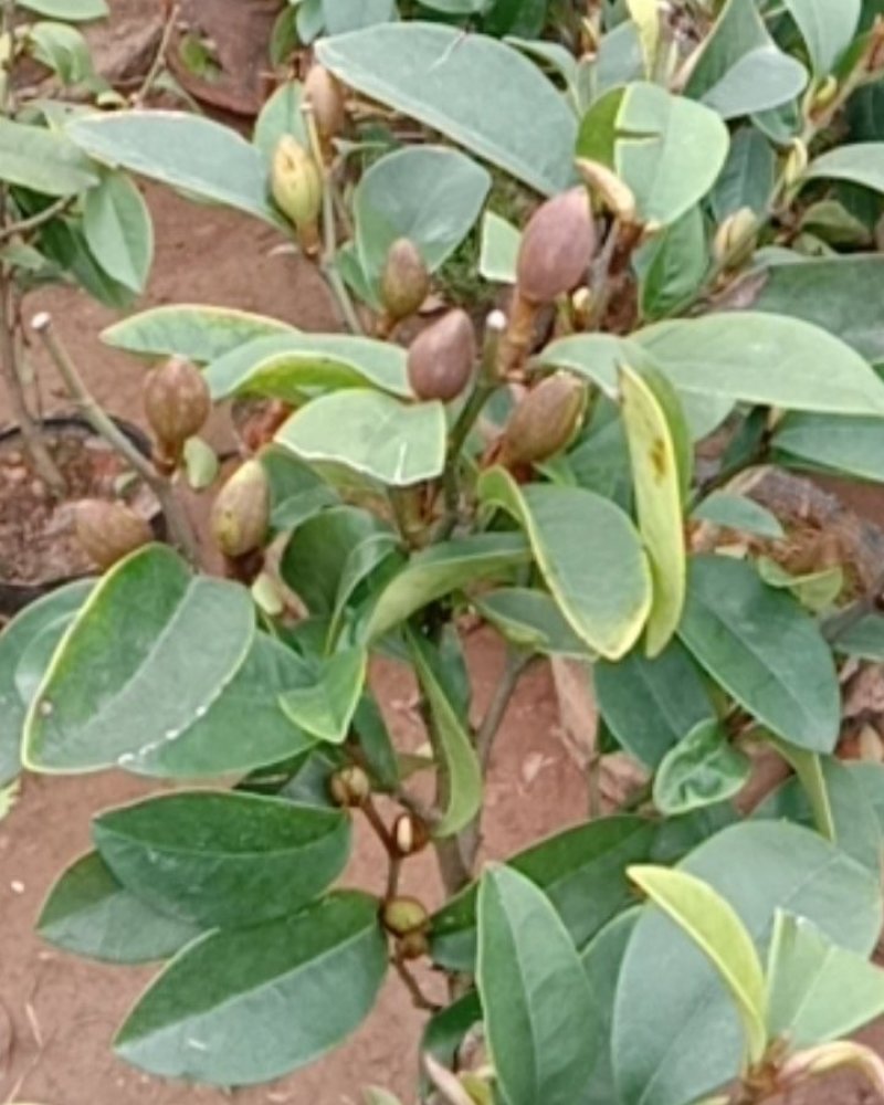 含笑花苗盆栽含笑花苗四季开花含笑浓香芳香植物