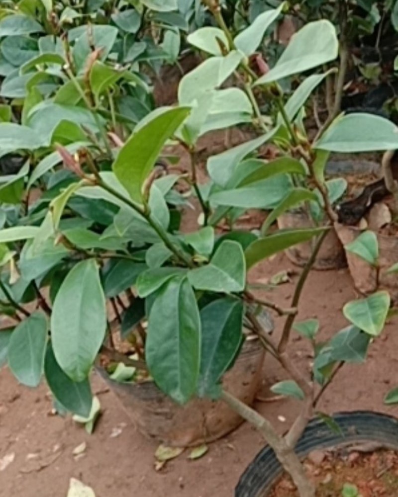 含笑花苗盆栽含笑花苗四季开花含笑浓香芳香植物