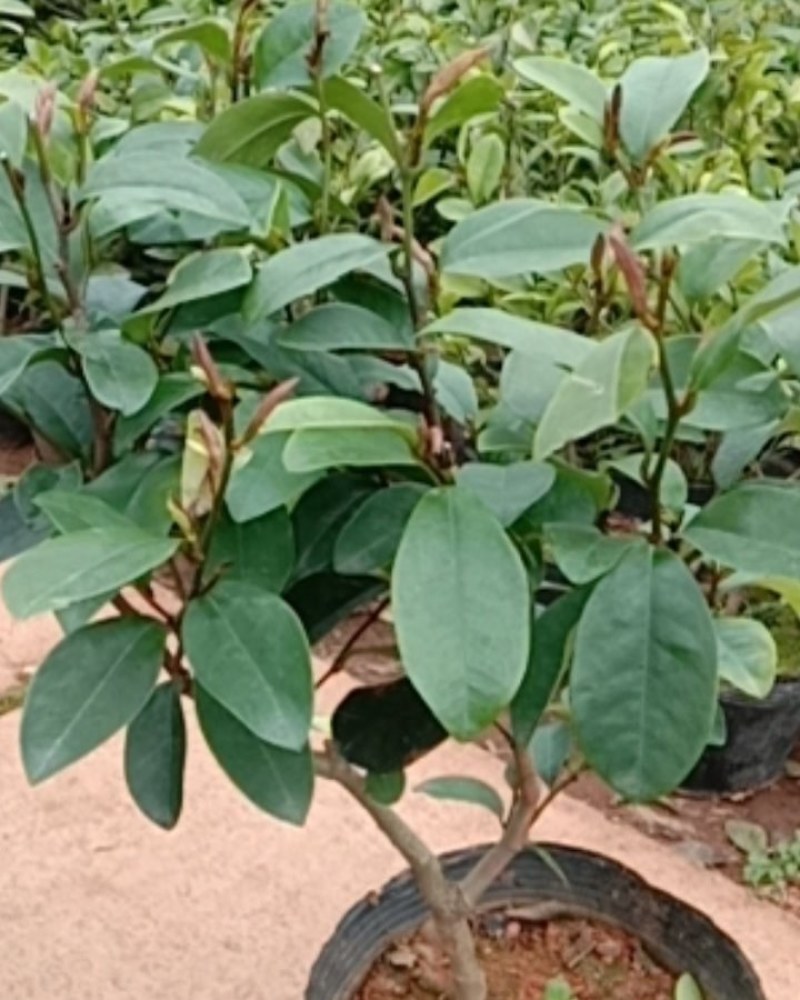 含笑花苗盆栽含笑花苗四季开花含笑浓香芳香植物