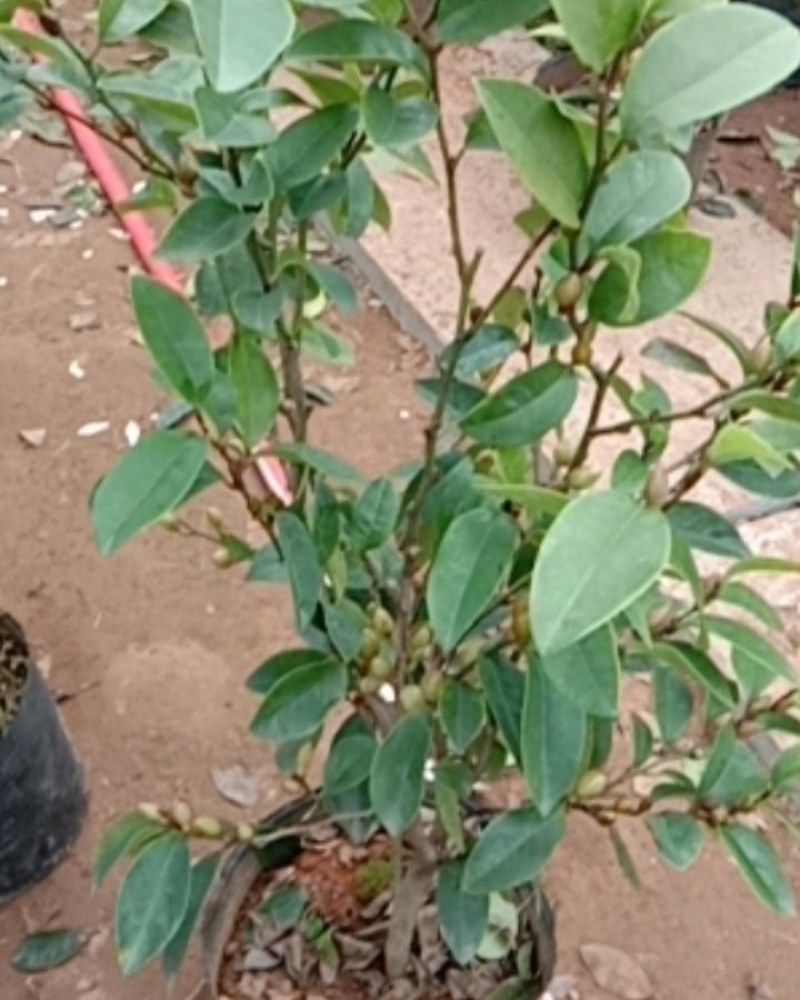 含笑花苗盆栽含笑花苗四季开花含笑浓香芳香植物