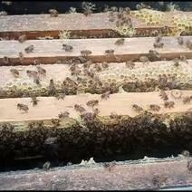 福建中蜂养殖合作社，常年出售质量有，优良蜂种，子皮好