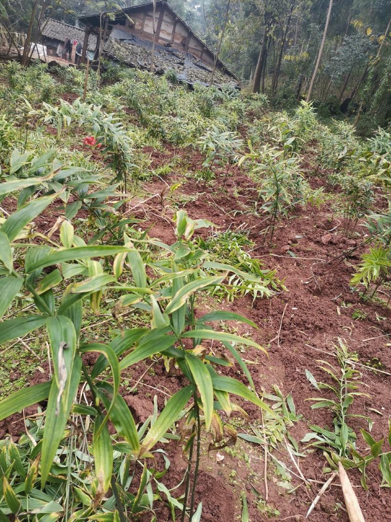 四川多花黄精，产地直发，极易成活，成活率高，免费提供种植