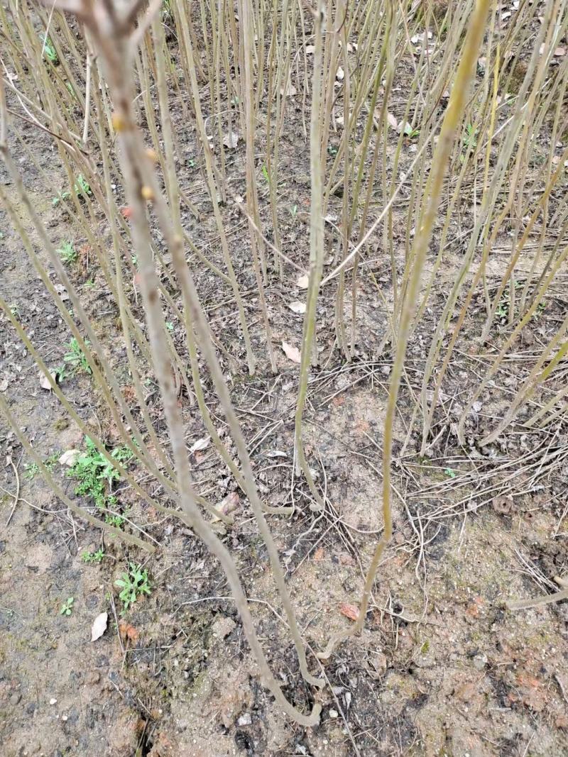 精品乌桕小苗高120-150以上黑田土裸根苗漂亮货