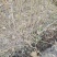 精品乌桕小苗高120-150以上黑田土裸根苗漂亮货