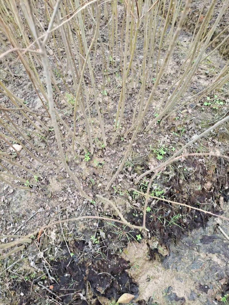 精品乌桕小苗高120-150以上黑田土裸根苗漂亮货