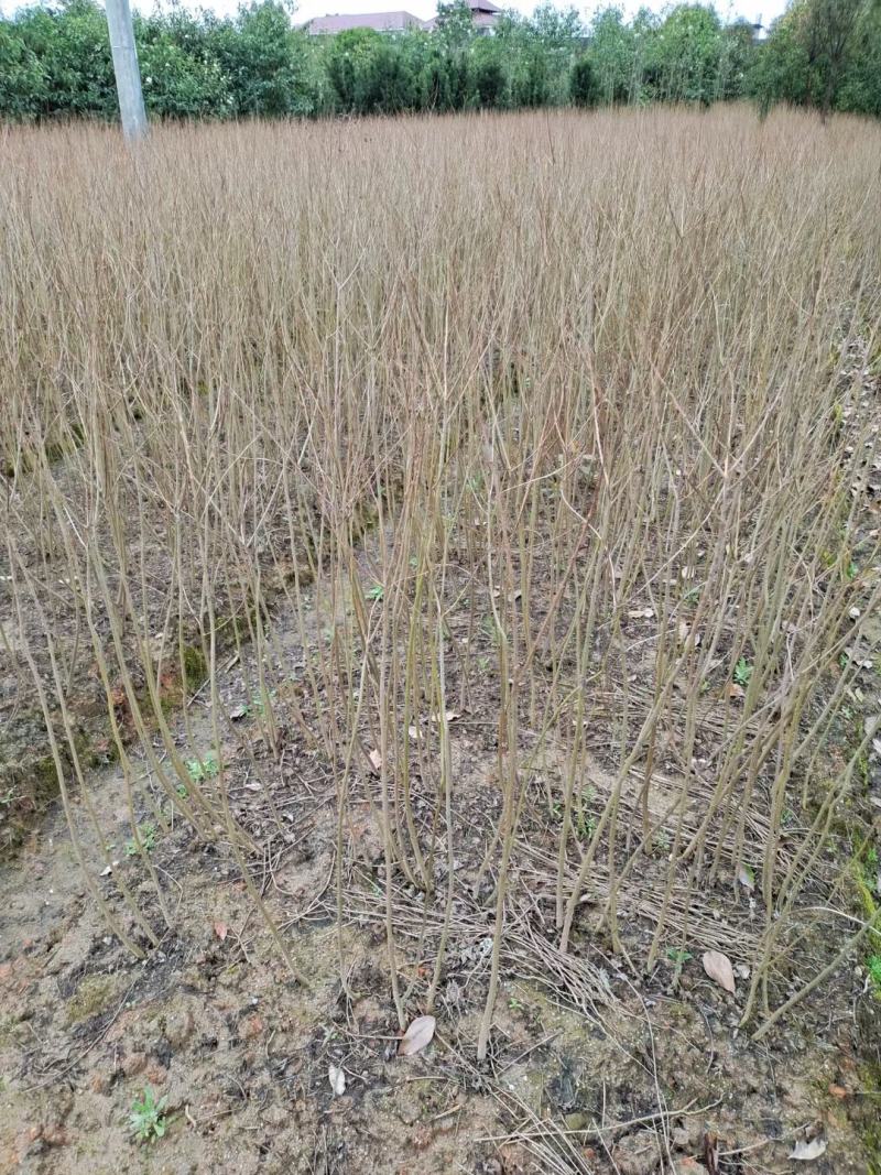 精品乌桕小苗高120-150以上黑田土裸根苗漂亮货
