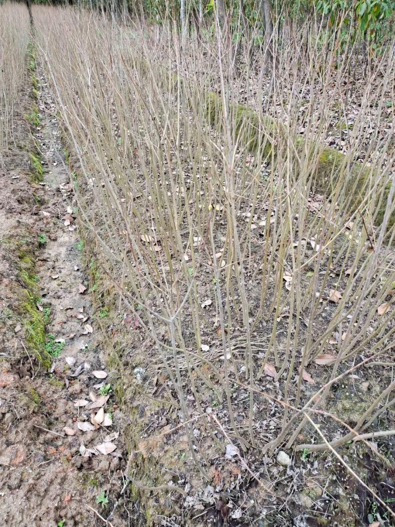 精品乌桕小苗高120-150以上黑田土裸根苗漂亮货