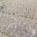 精品乌桕小苗高120-150以上黑田土裸根苗漂亮货