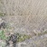 精品乌桕小苗高120-150以上黑田土裸根苗漂亮货