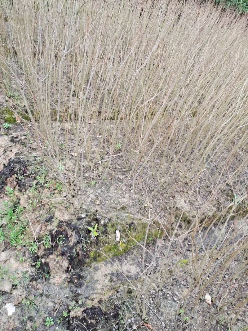 精品乌桕小苗高120-150以上黑田土裸根苗漂亮货