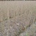 精品乌桕小苗高120-150以上黑田土裸根苗漂亮货