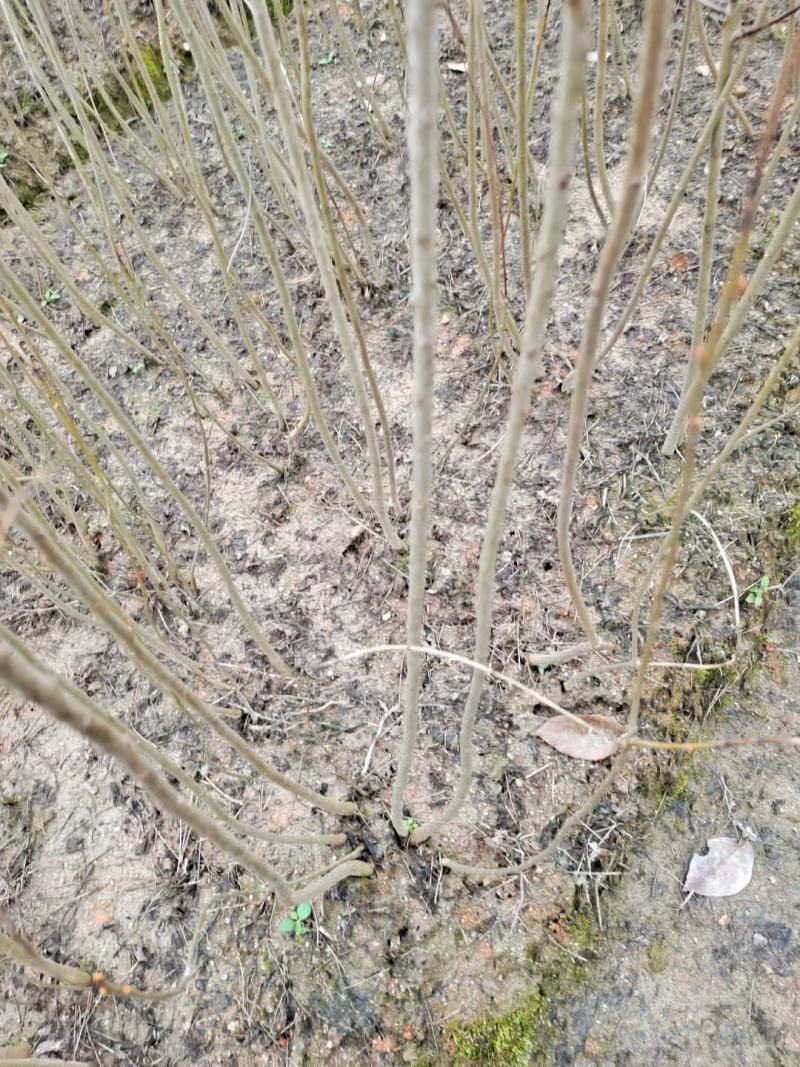 精品乌桕小苗高120-150以上黑田土裸根苗漂亮货