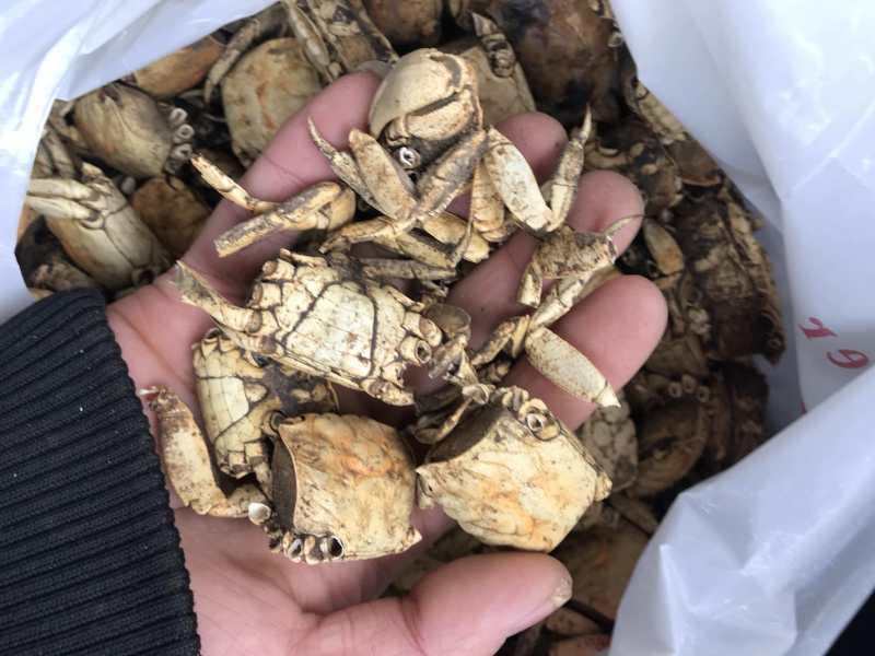 方海螃蟹干正宗江苏方海一手货源