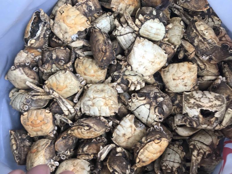方海螃蟹干正宗江苏方海一手货源