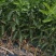 青香蜜橘包正宗假一赔十（巴西柑，青龙柑）提供免费种植技术