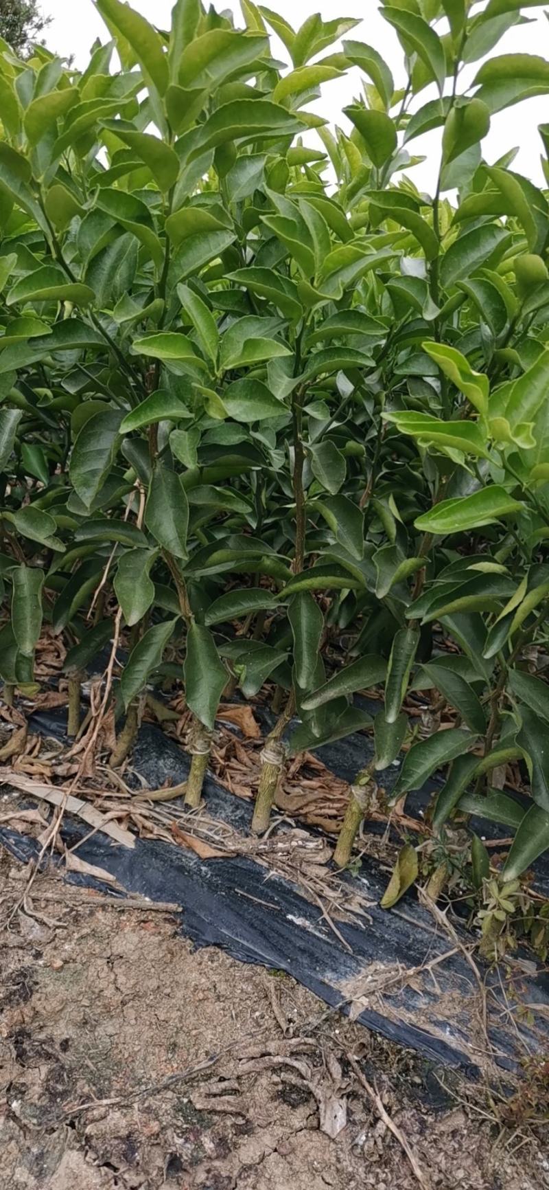 青香蜜橘包正宗假一赔十（巴西柑，青龙柑）提供免费种植技术