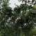 青香蜜橘包正宗假一赔十（巴西柑，青龙柑）提供免费种植技术