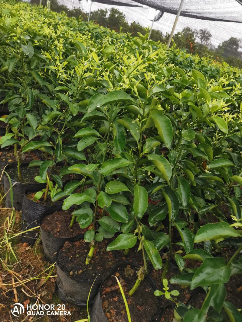 青香蜜橘包正宗假一赔十（巴西柑，青龙柑）提供免费种植技术