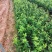 青香蜜橘包正宗假一赔十（巴西柑，青龙柑）提供免费种植技术