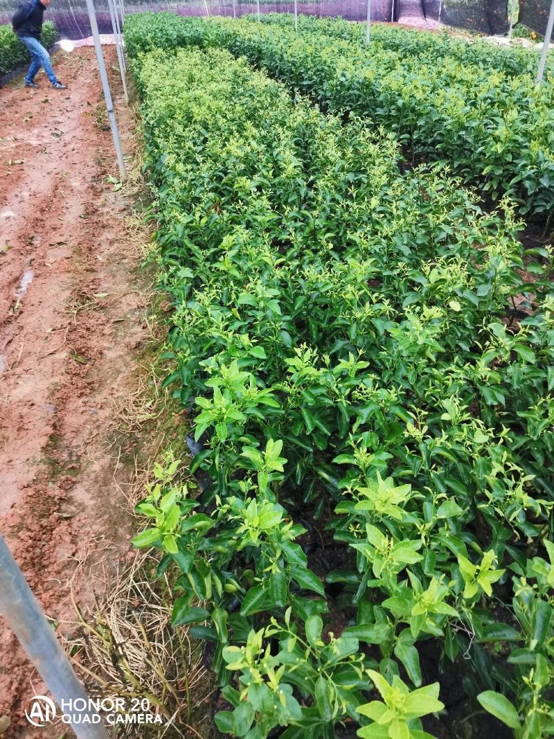 青香蜜橘包正宗假一赔十（巴西柑，青龙柑）提供免费种植技术