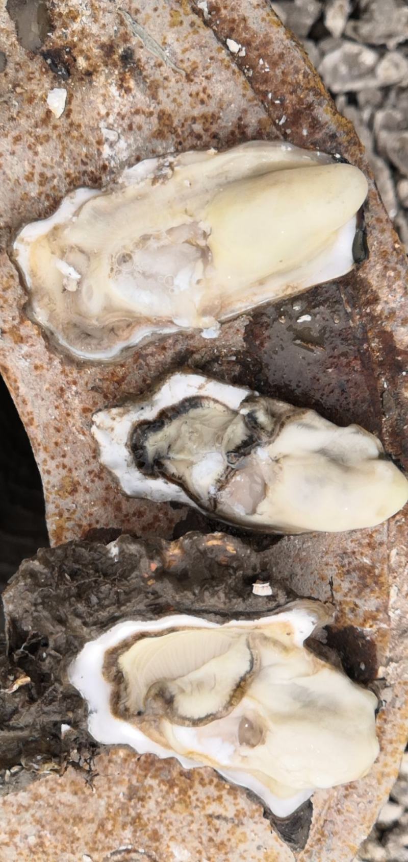 河北曹妃甸净化无沙牡蛎保质保量精捡单体一手货源