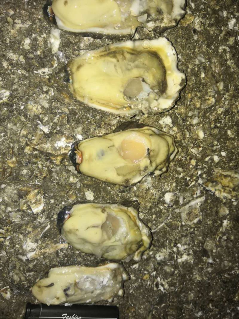 河北曹妃甸净化无沙牡蛎保质保量精捡单体一手货源