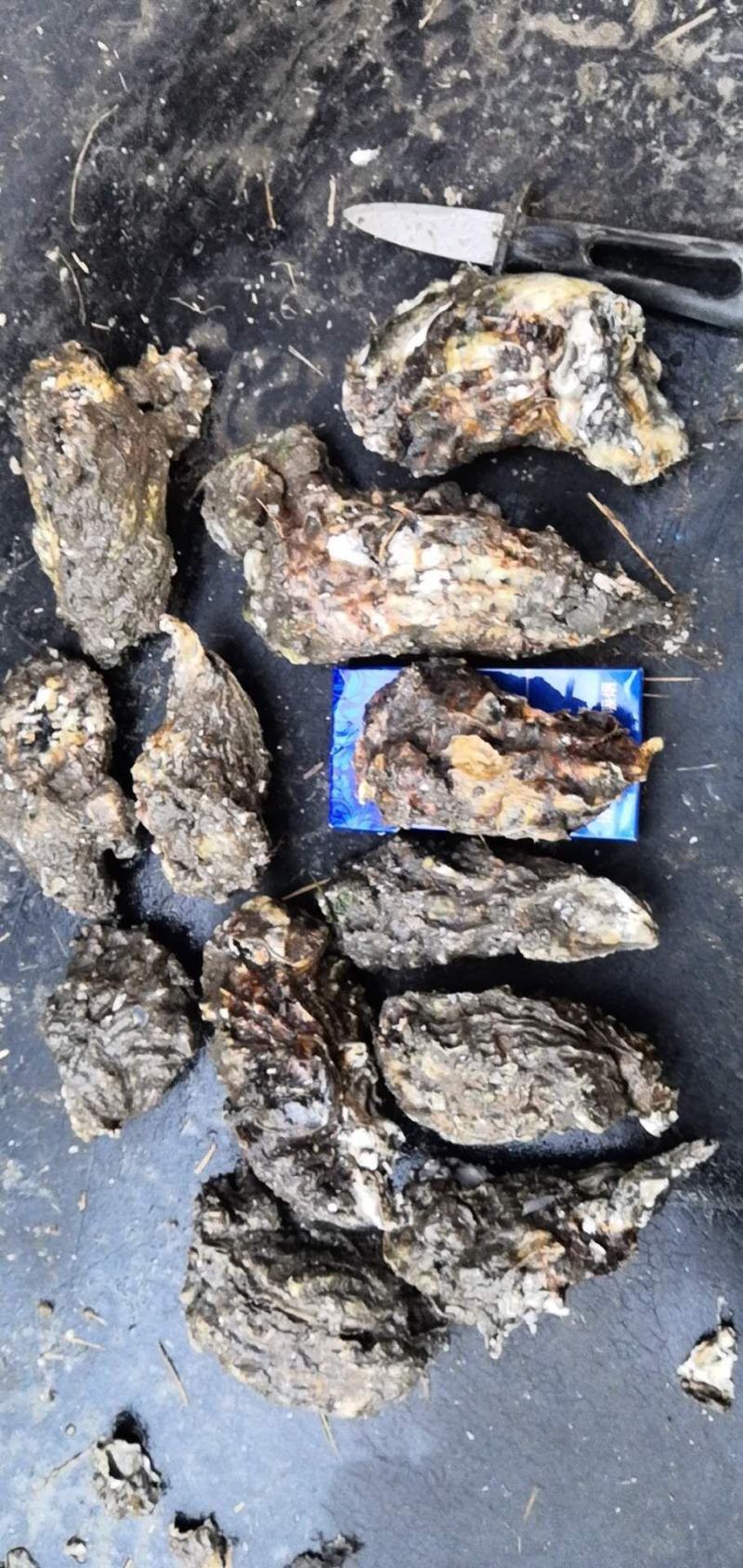 河北曹妃甸净化无沙牡蛎保质保量精捡单体一手货源