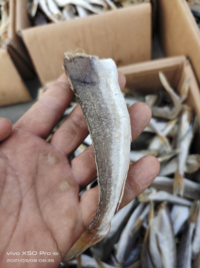 样品一斤包海米虾皮虾等各种海产品包邮看样品