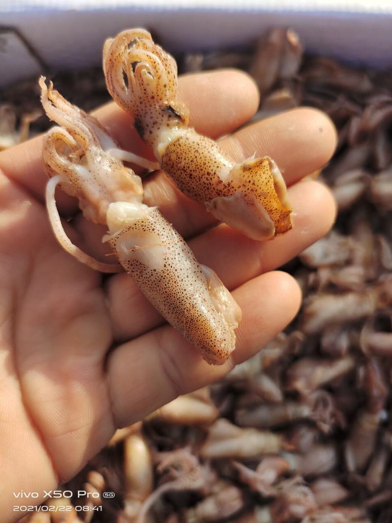 样品一斤包海米虾皮虾等各种海产品包邮看样品