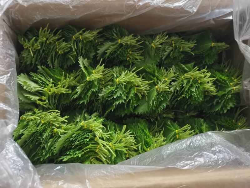 苏子叶，苏子叶要的联系我