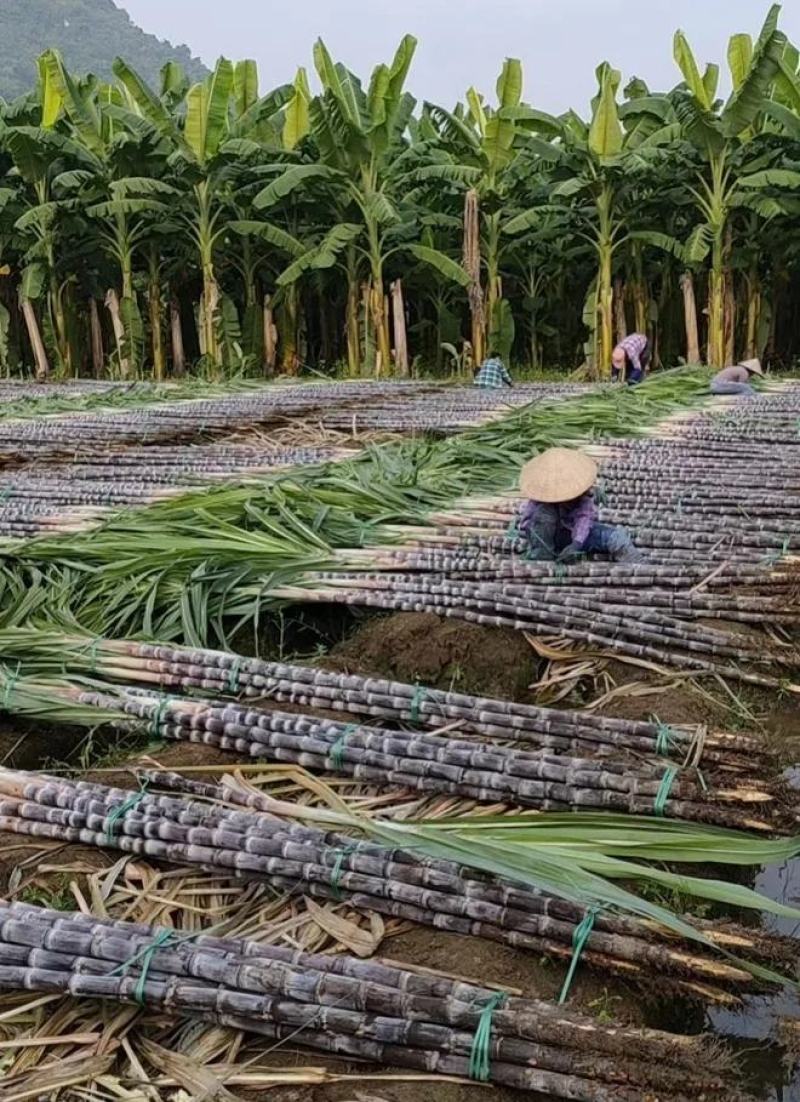 广西崇左龙州黑甘蔗8月上市黑皮甘蔗果蔗特产开始上市