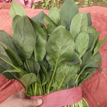 小叶，大叶菠菜大量上市