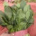 小叶，大叶菠菜大量上市