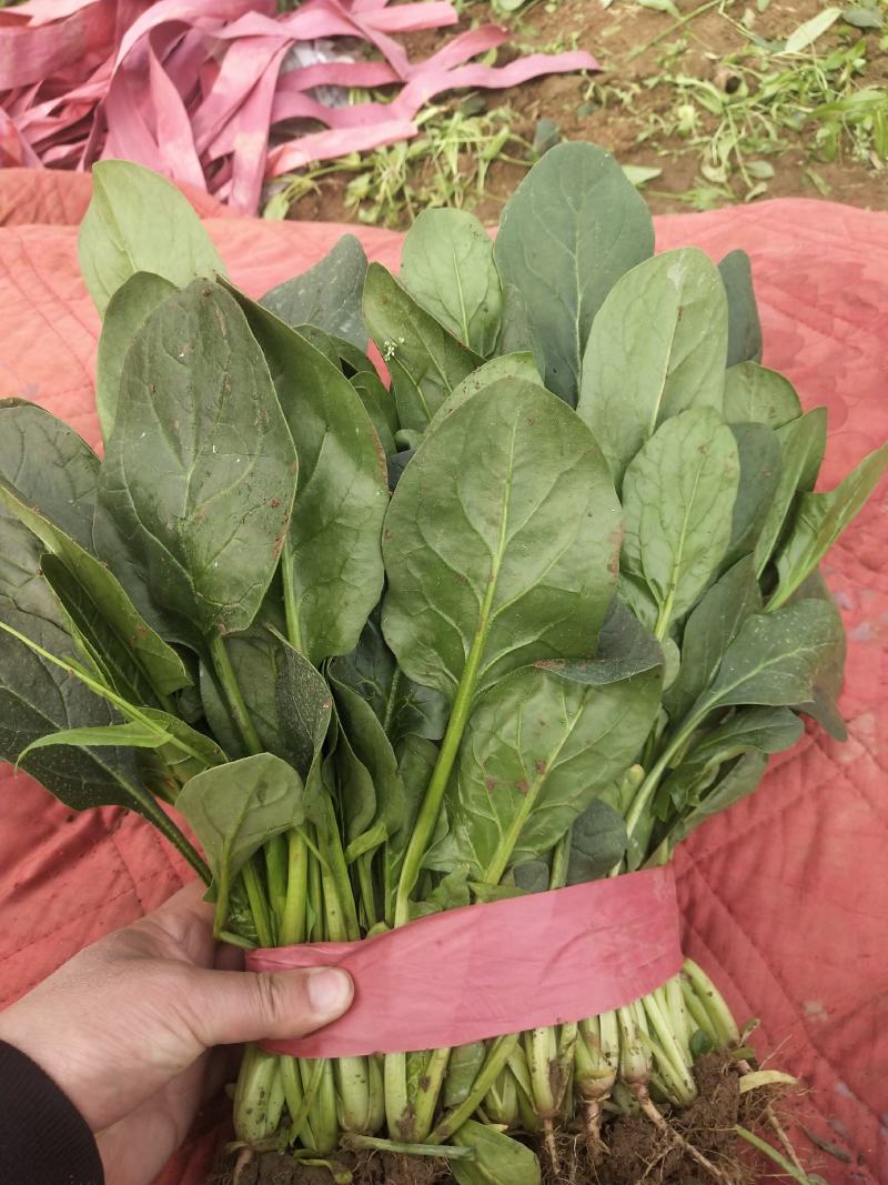 小叶，大叶菠菜大量上市