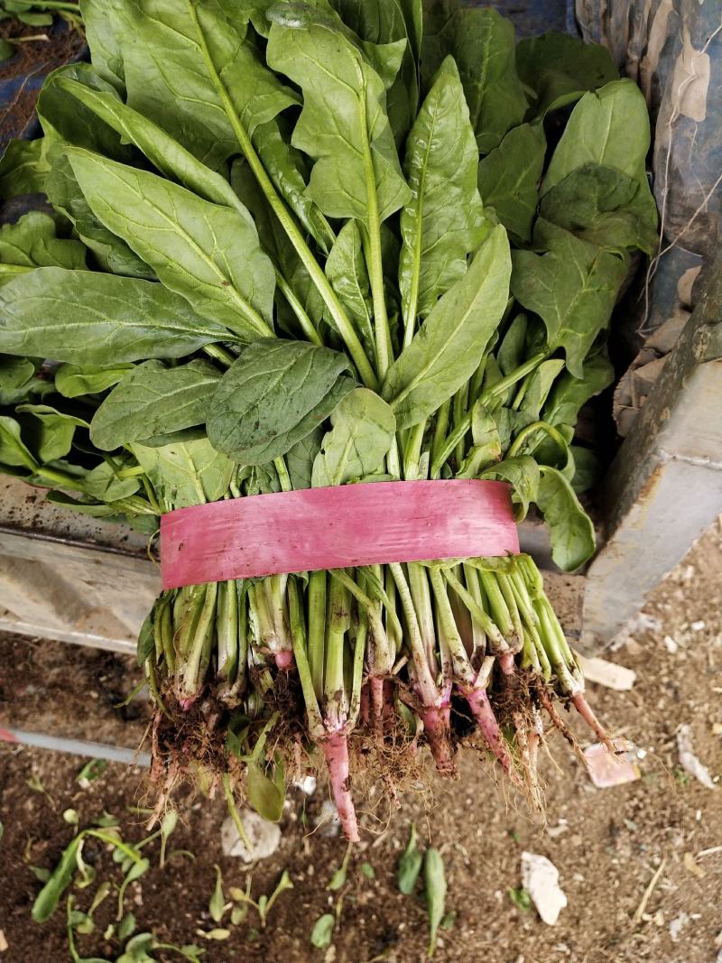 小叶，大叶菠菜大量上市