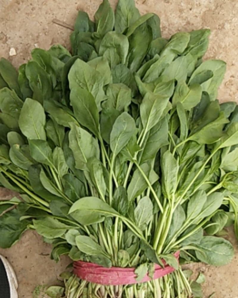 小叶，大叶菠菜大量上市