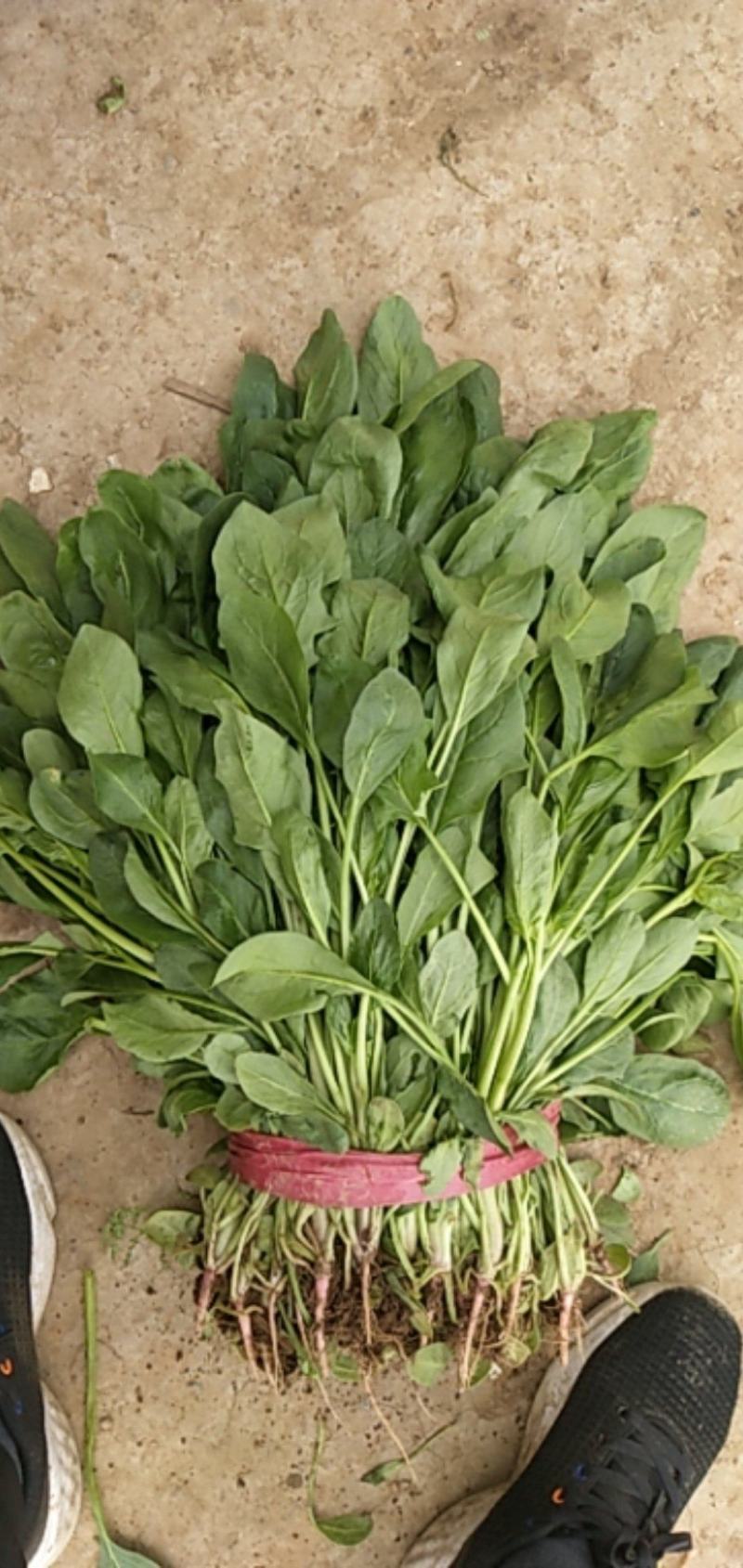 小叶，大叶菠菜大量上市