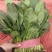 小叶，大叶菠菜大量上市
