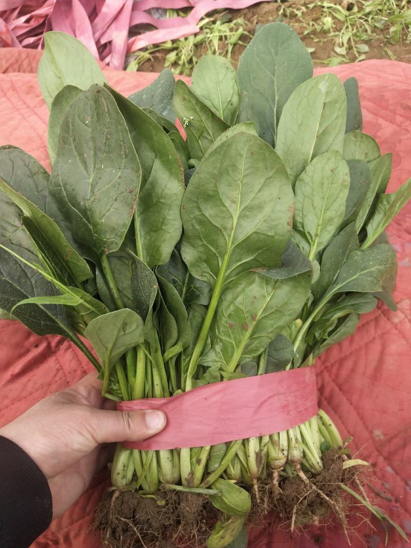 小叶，大叶菠菜大量上市