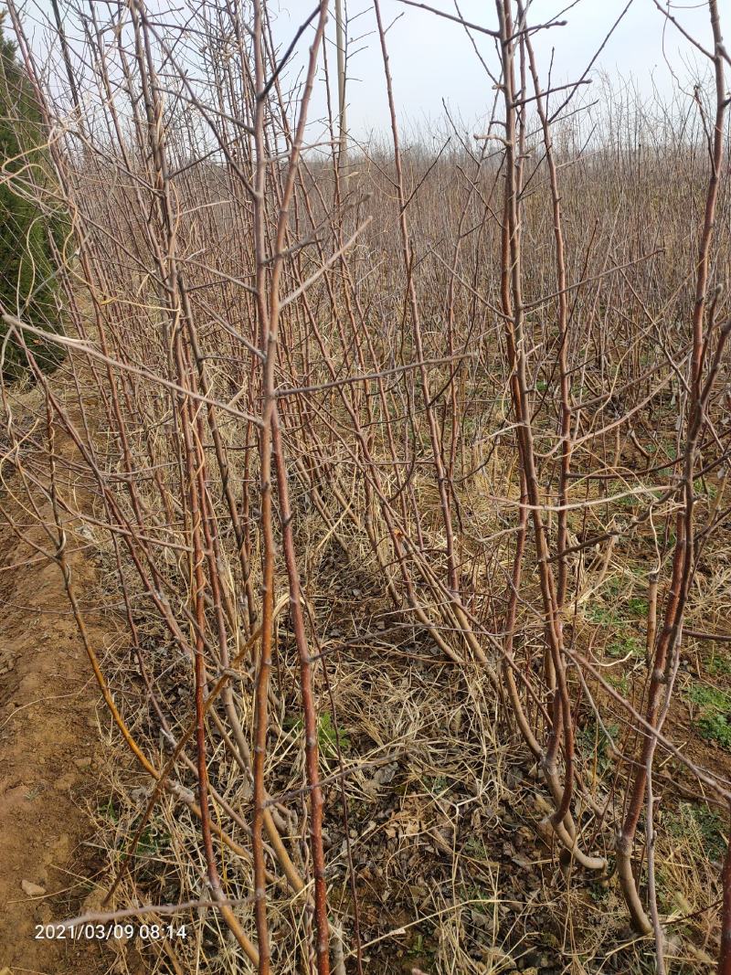 苹果苗，矮化苹果苗，苹果成品苗