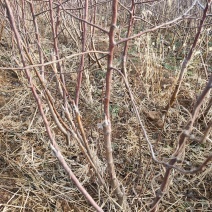 苹果苗，矮化苹果苗，苹果成品苗