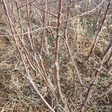 苹果苗，矮化苹果苗，苹果成品苗