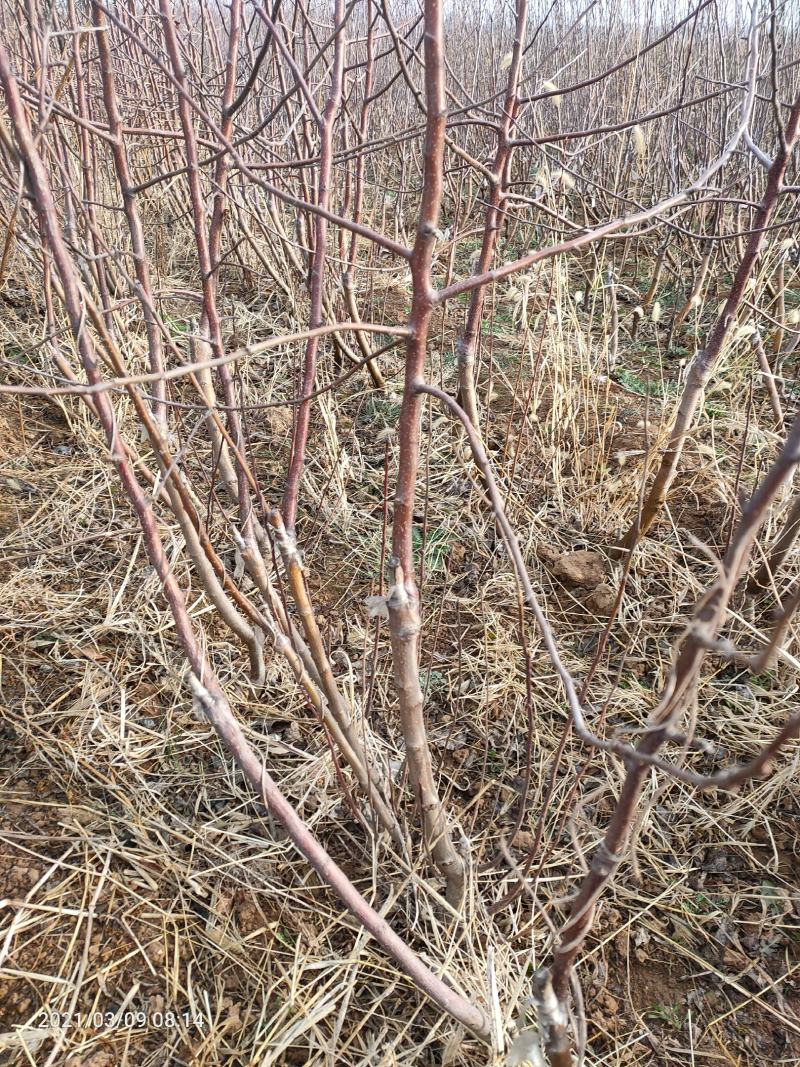 苹果苗，矮化苹果苗，苹果成品苗