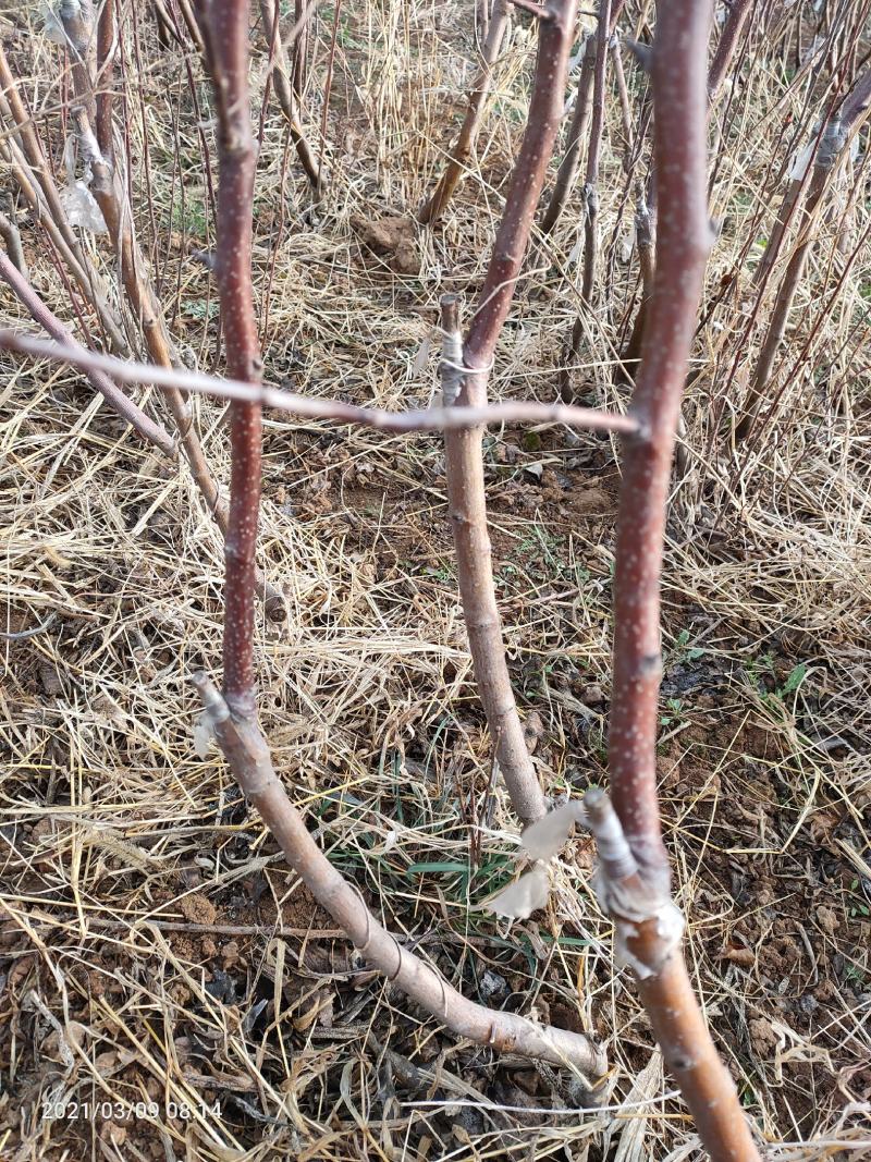 苹果苗，矮化苹果苗，苹果成品苗