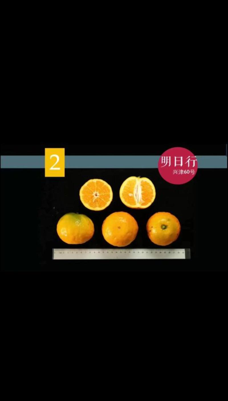 明日行(新津60号)柑橘枝条