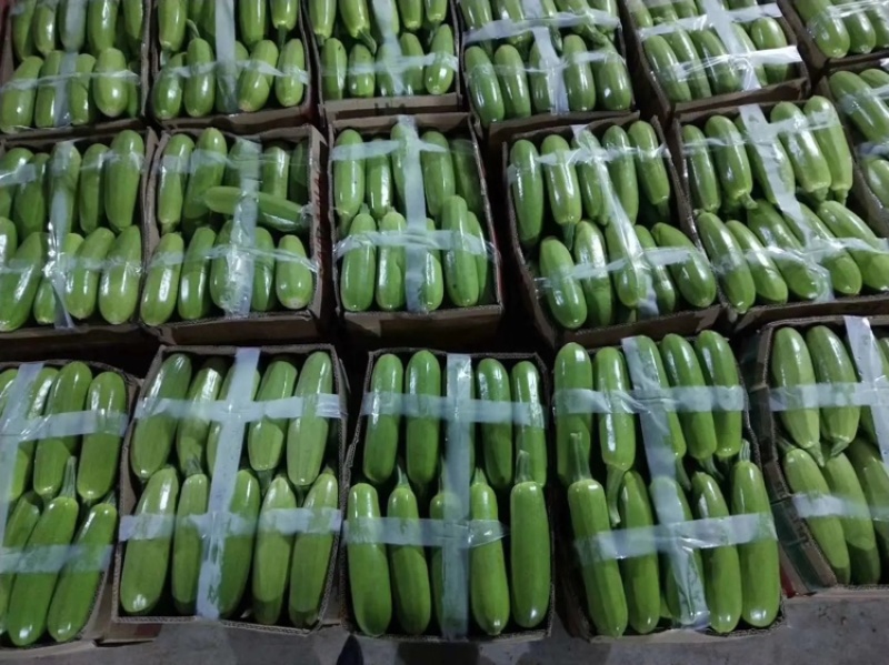 山东绿皮西葫芦山东费县西胡芦大量供应全国发货