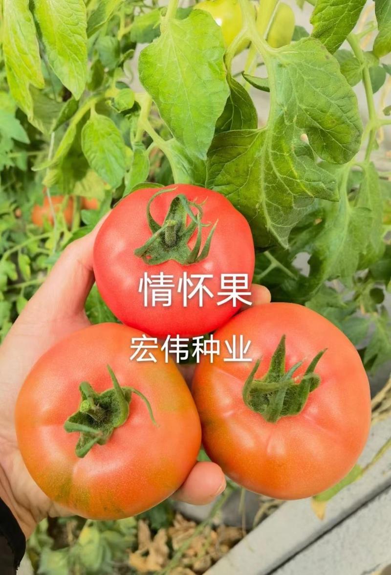 草莓番茄，草莓柿子、草莓果168，情怀柿二号，情怀果～