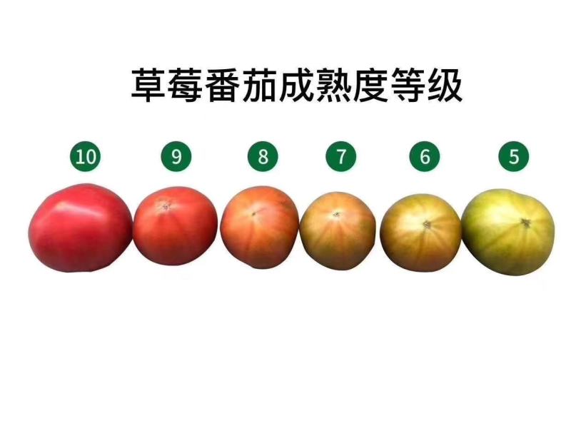 草莓番茄，草莓柿子、草莓果168，情怀柿二号，情怀果～