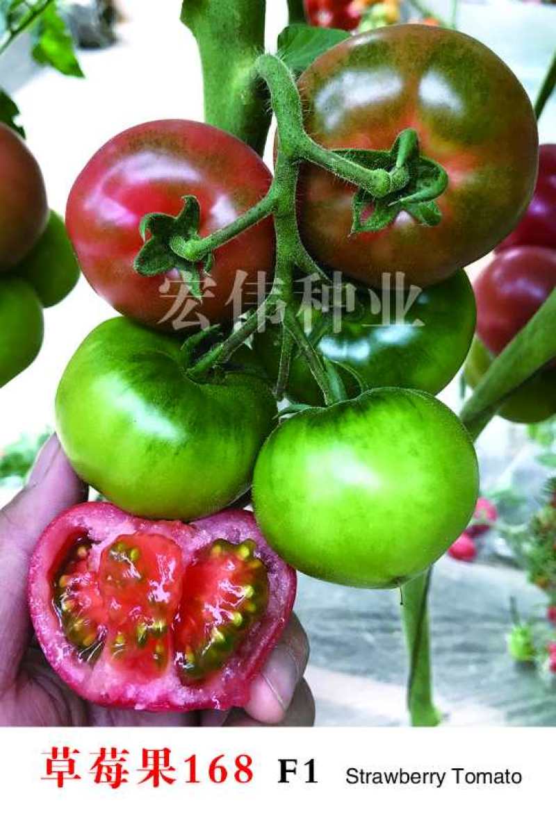 草莓番茄，草莓柿子、草莓果168，情怀柿二号，情怀果～