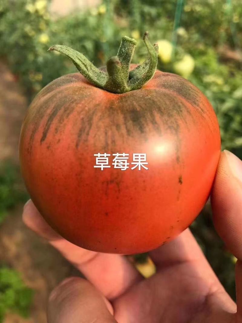 草莓番茄，草莓柿子、草莓果168，情怀柿二号，情怀果～